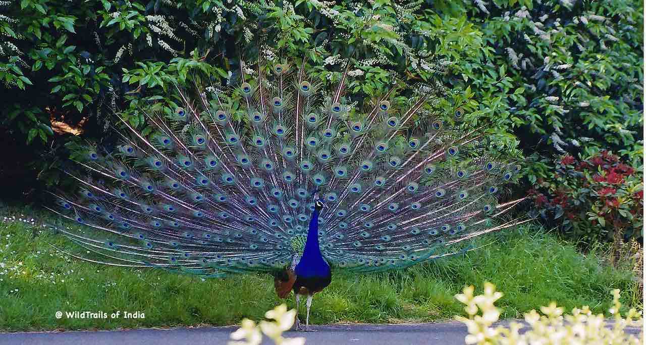 Complete List of National Parks & Wildlife Sanctuaries of Odisha –  WildTrails of India
