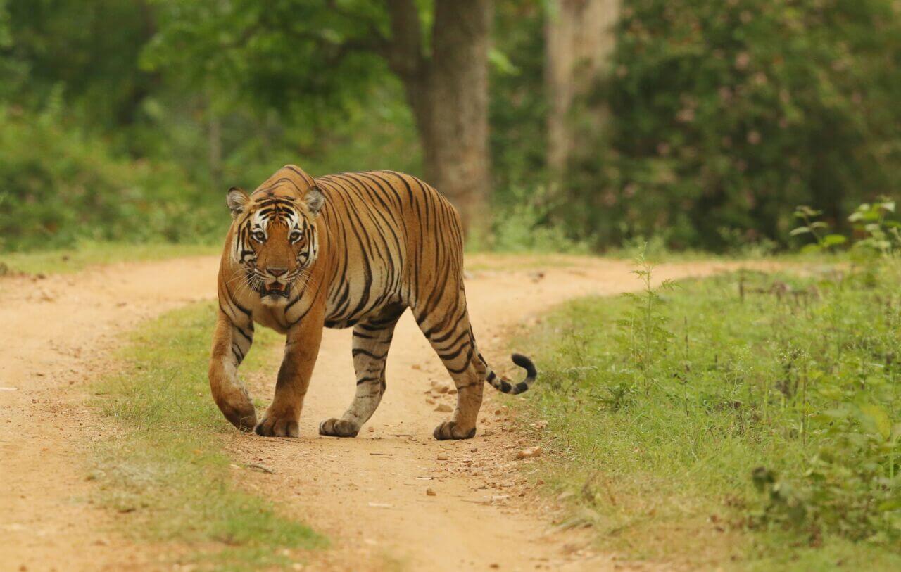 Wildlife Sanctuary – WildTrails of India